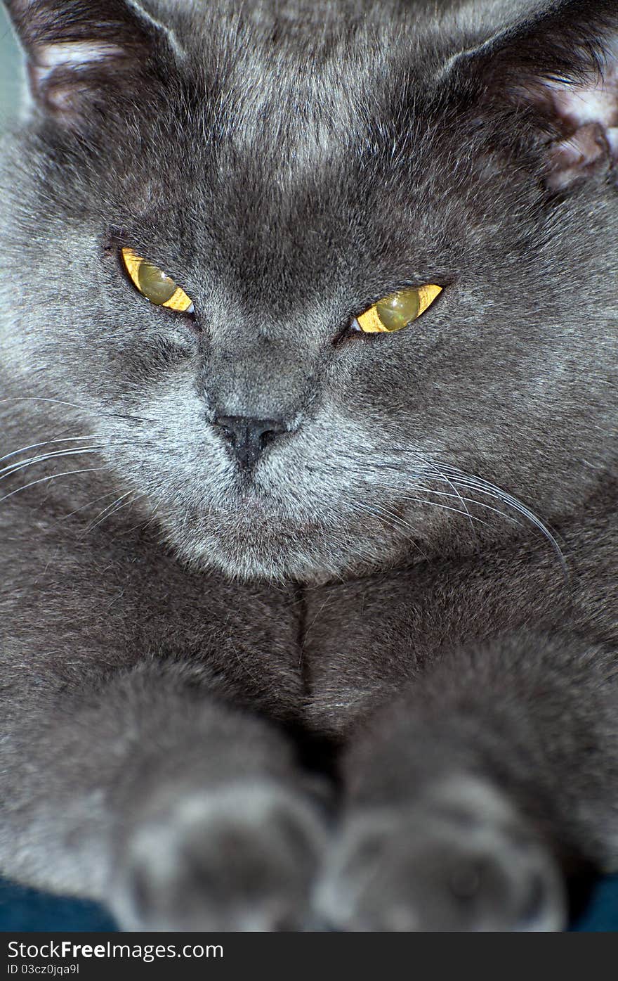 A blue British Shorthair cat, vertical shot.