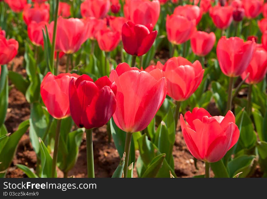 Tulip is a beautiful flower, there are many different kinds of gestures.