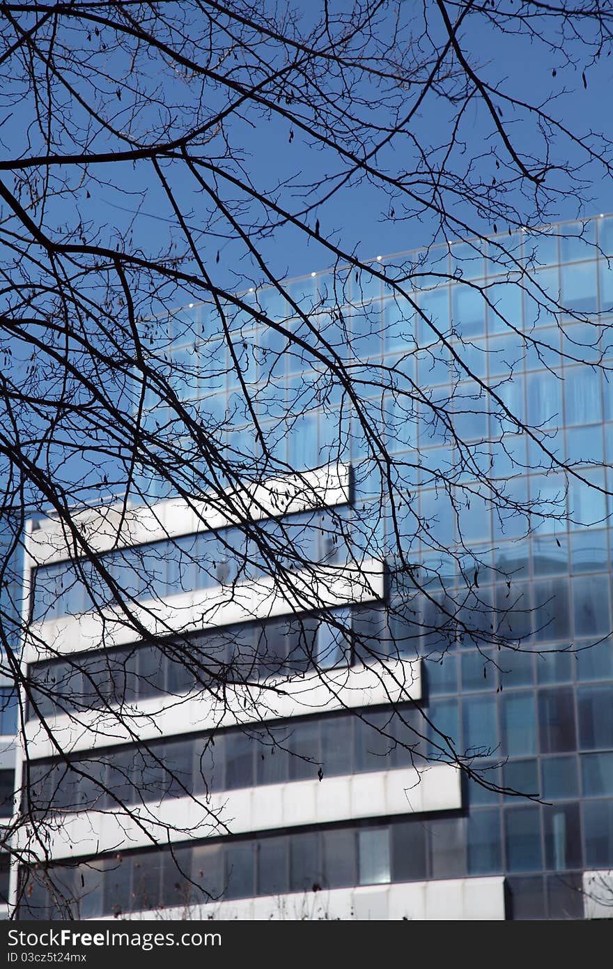 Tree branches against the backdrop of modern building