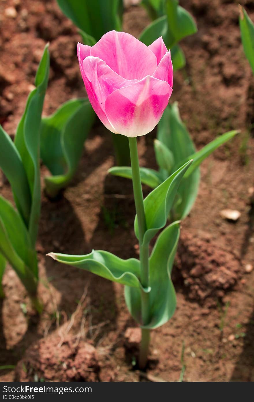 Tulip