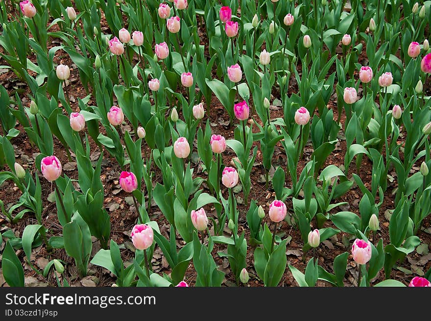 Tulip is a beautiful flower, there are many different kinds of gestures.