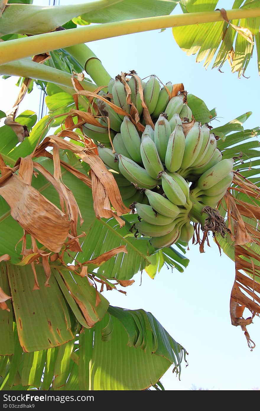 Green Banana on a tree