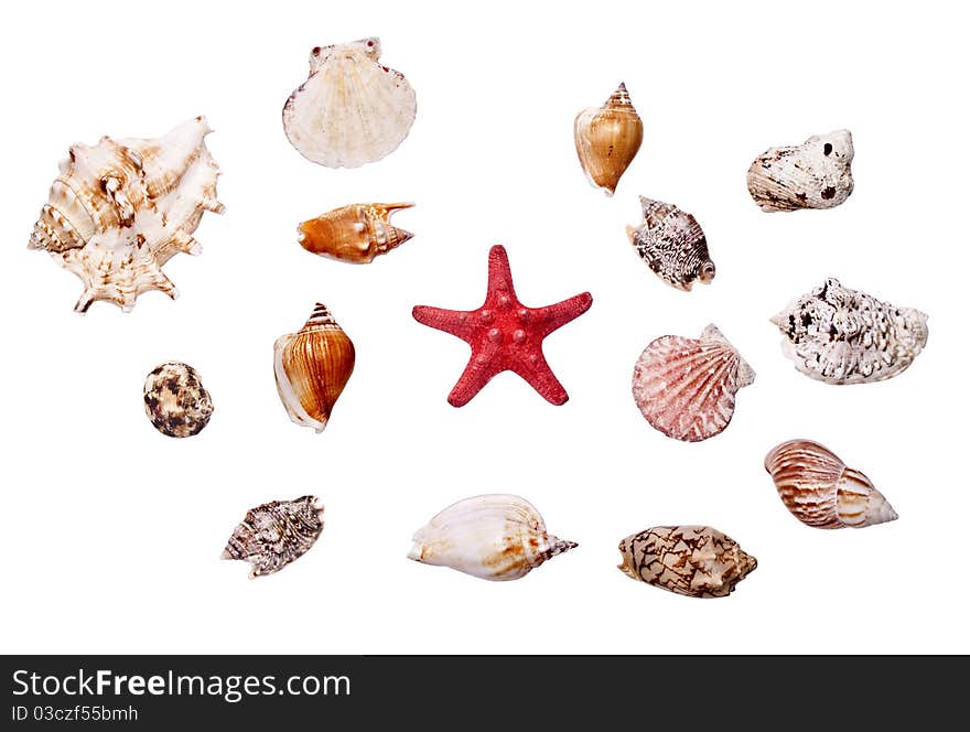 Collection of cockleshell on the white background