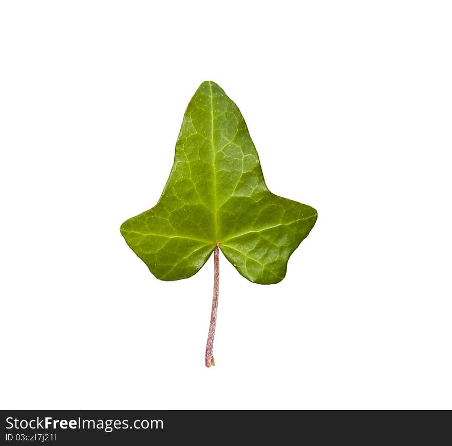 Green tree leave isolated on white background