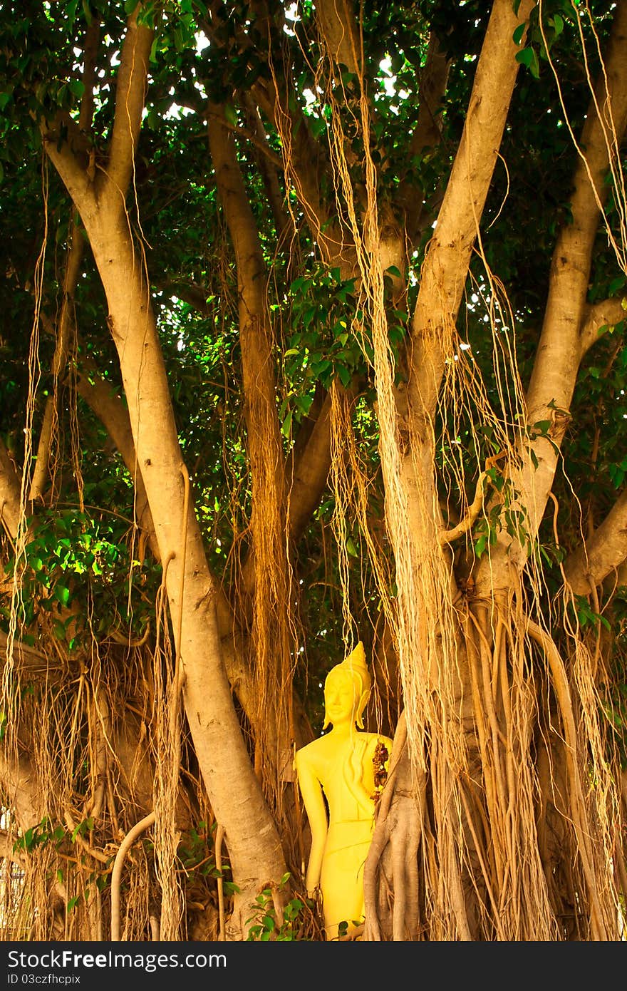 Buddha statue under banyan with air root surrounding. Buddha statue under banyan with air root surrounding