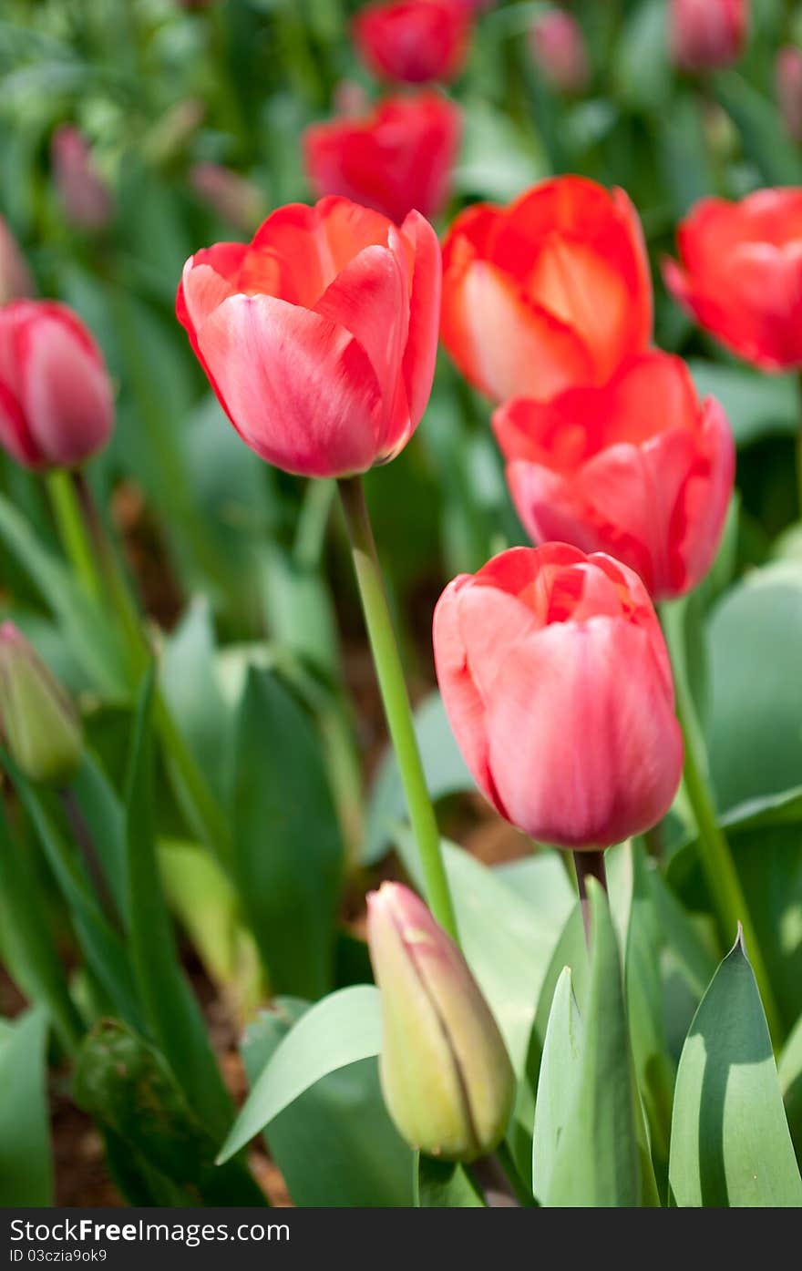 Tulip is a beautiful flower, there are many different kinds of gestures.