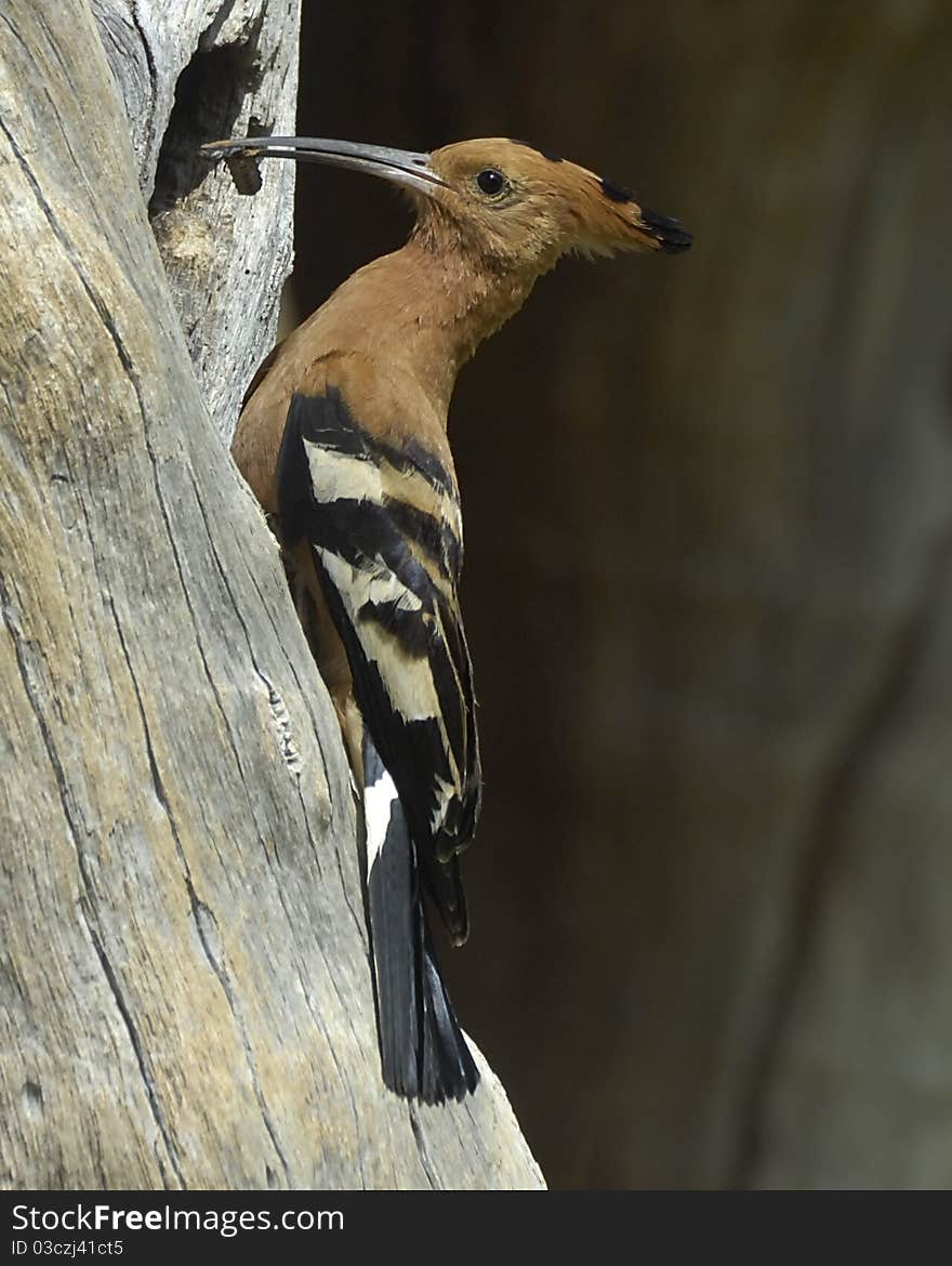 African hoopoe bringing food to the nest