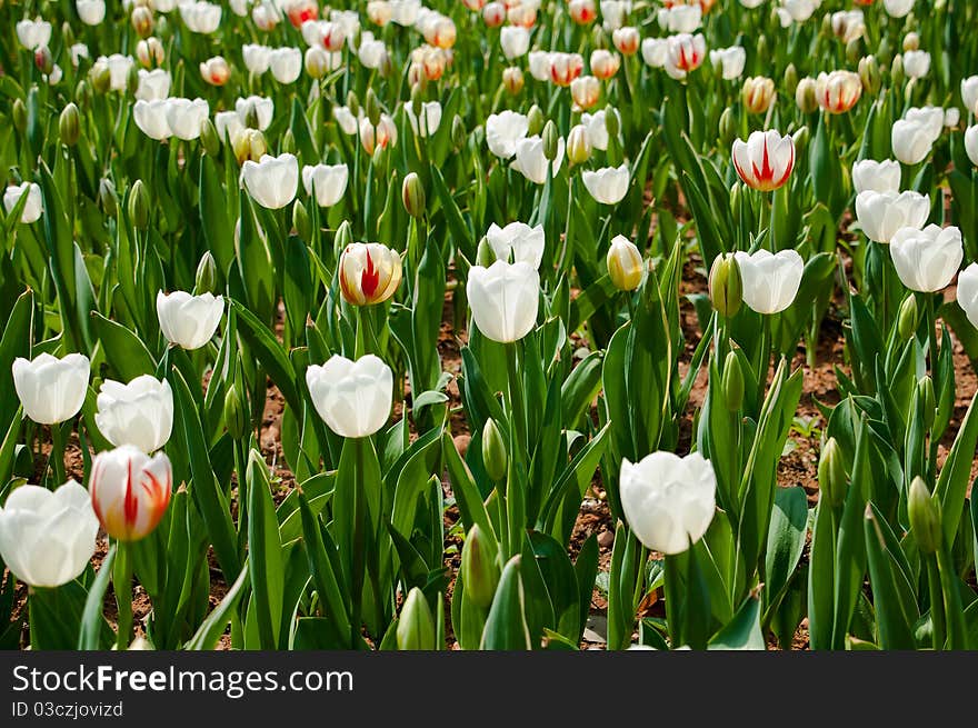 Tulip is a beautiful flower, there are many different kinds of gestures.