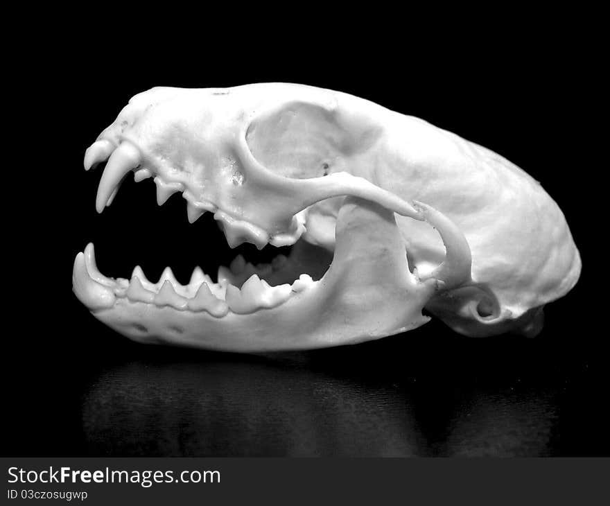 Photo of skull of a weasel on a black background. Photo of skull of a weasel on a black background