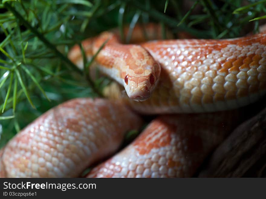 Pantherophis guttatus red, Cornnatter, not adult