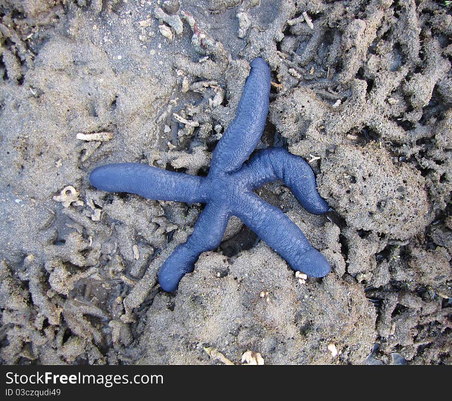 Photo of a blue starfish in the tidal pools at the Amanwana resort in Indonesia, Asia.