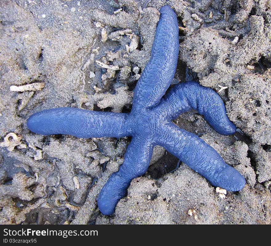 Blue Starfish 2