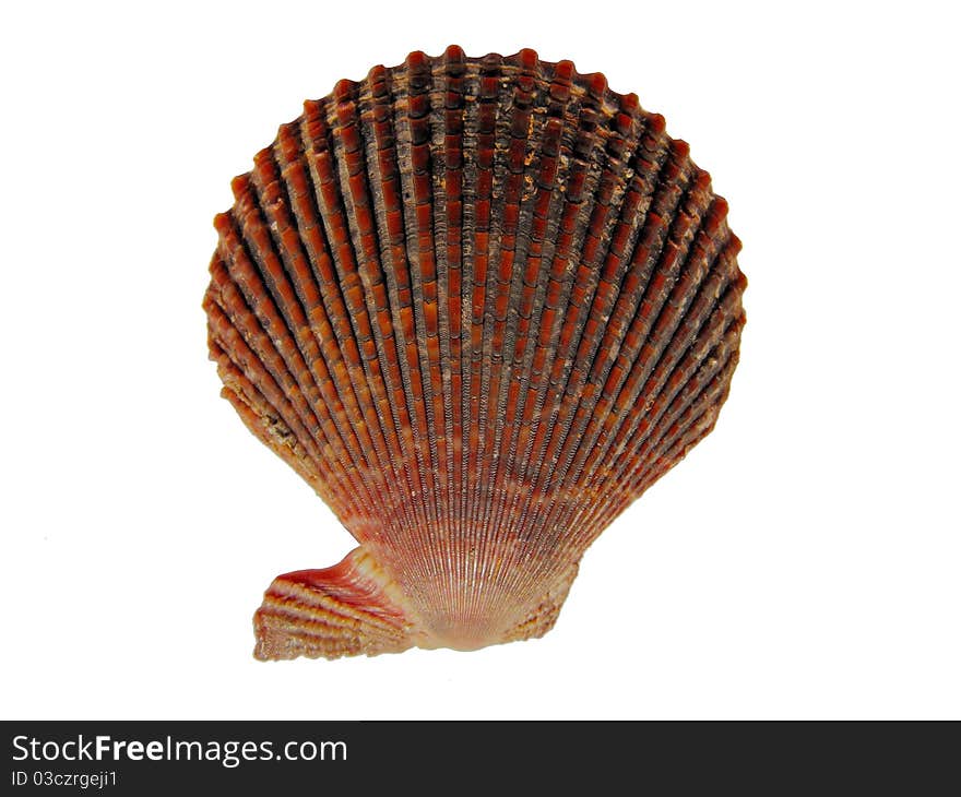 Photo of a brown shell on white background. Photo of a brown shell on white background