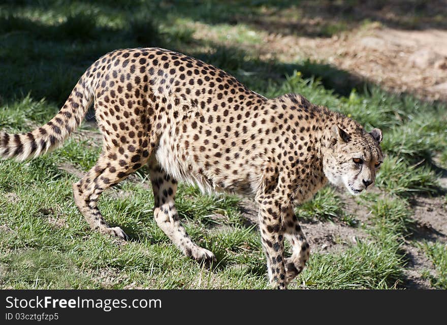 Cheetah