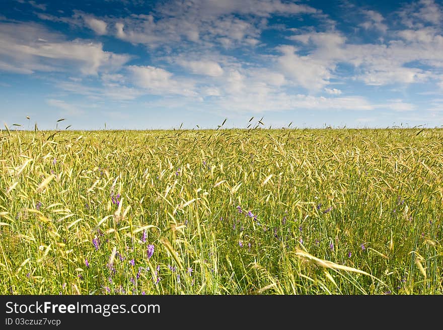 Green Grass Under Blue Bright Sky