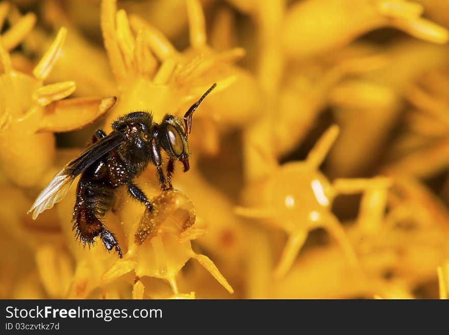 On a yellow flower