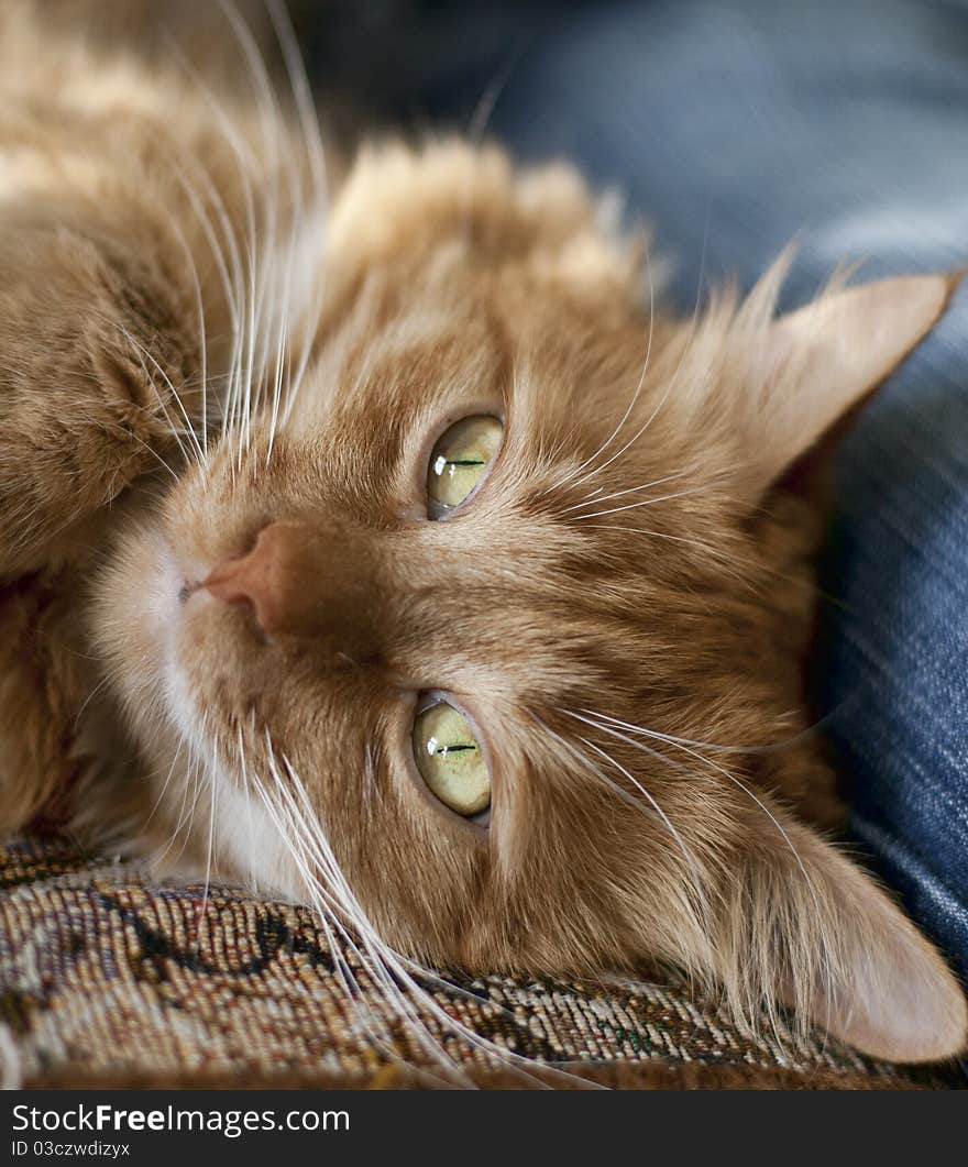 A cat with green eyes and thoughtful look lying near a man. A cat with green eyes and thoughtful look lying near a man