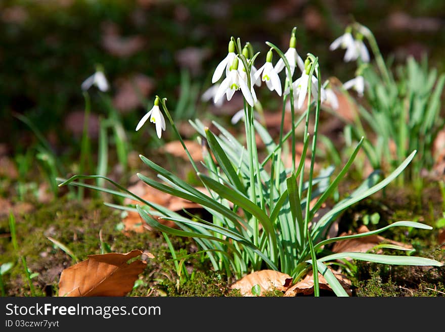 Close up of wild Snowdrops, in spring