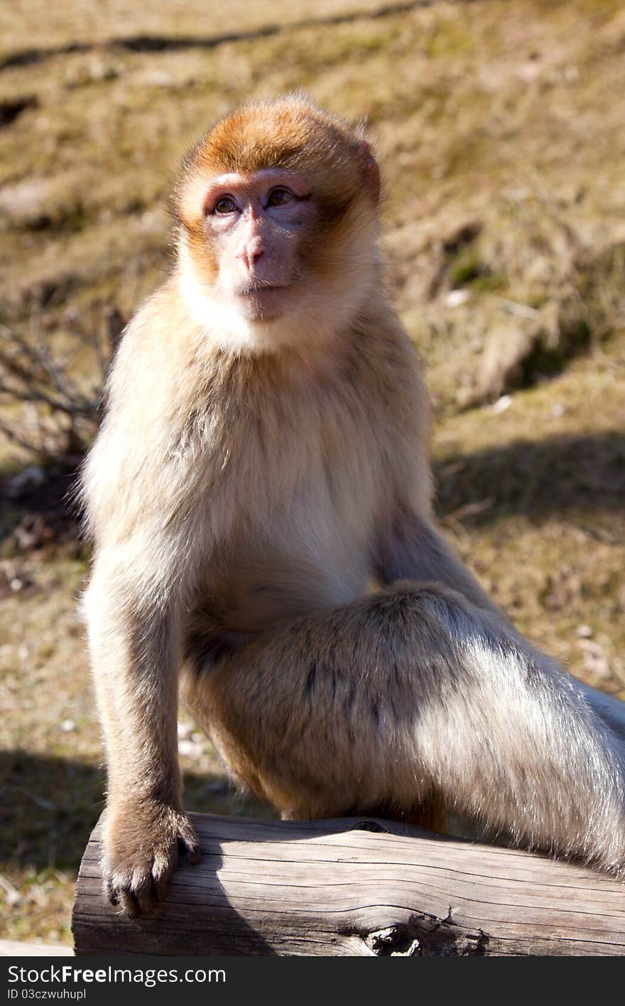 Close up of portrait of macaque