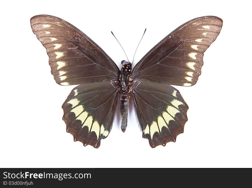 Black green and yellow butterfly Battus polydamas isolated on white background