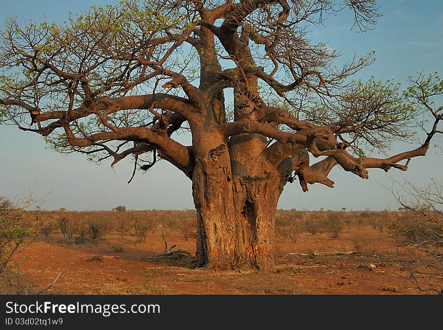 A baobab, the bark having been eaten by elephants. A baobab, the bark having been eaten by elephants