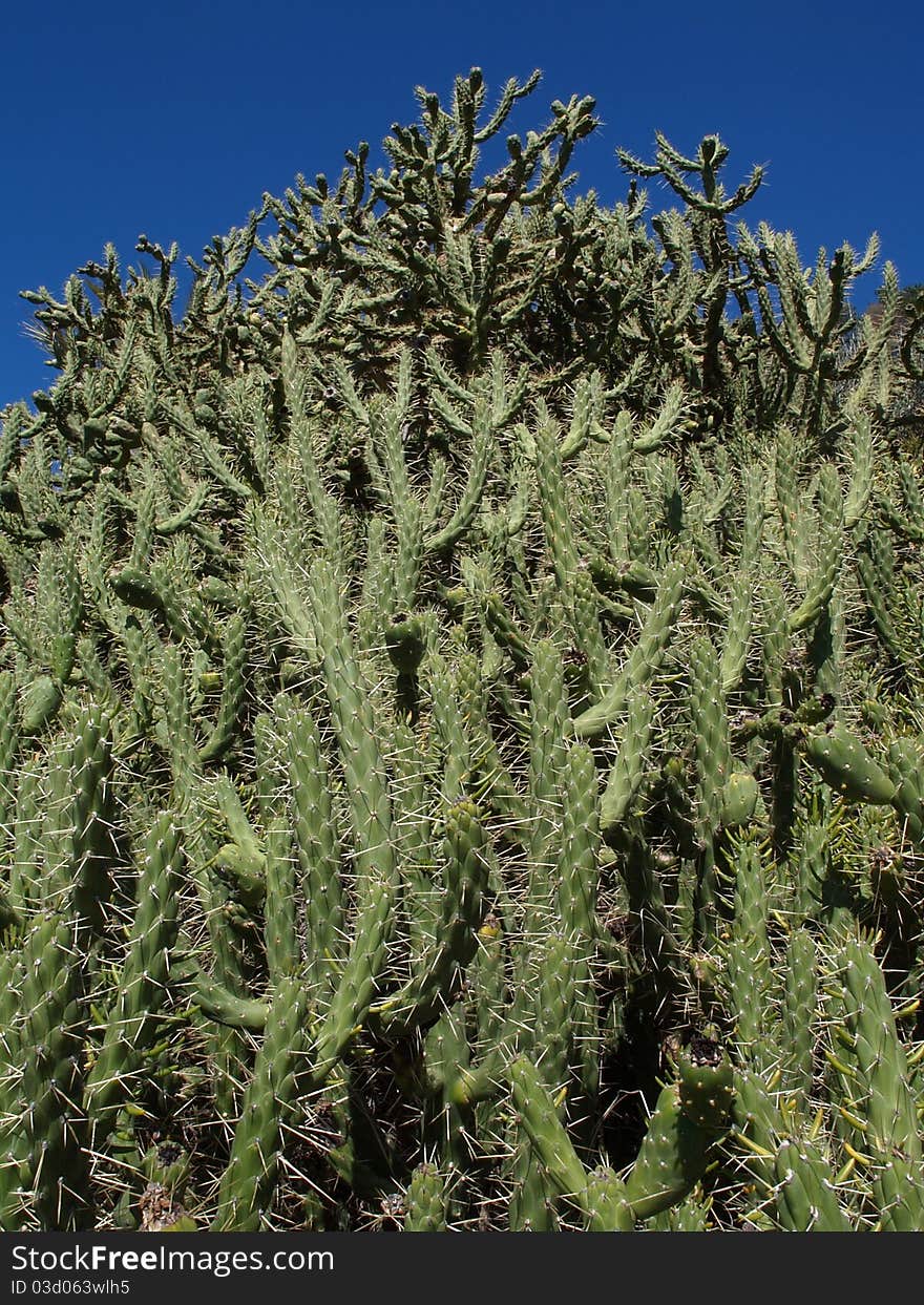 Closeup of cactus wanton overgrov whit blooming thistles. Closeup of cactus wanton overgrov whit blooming thistles