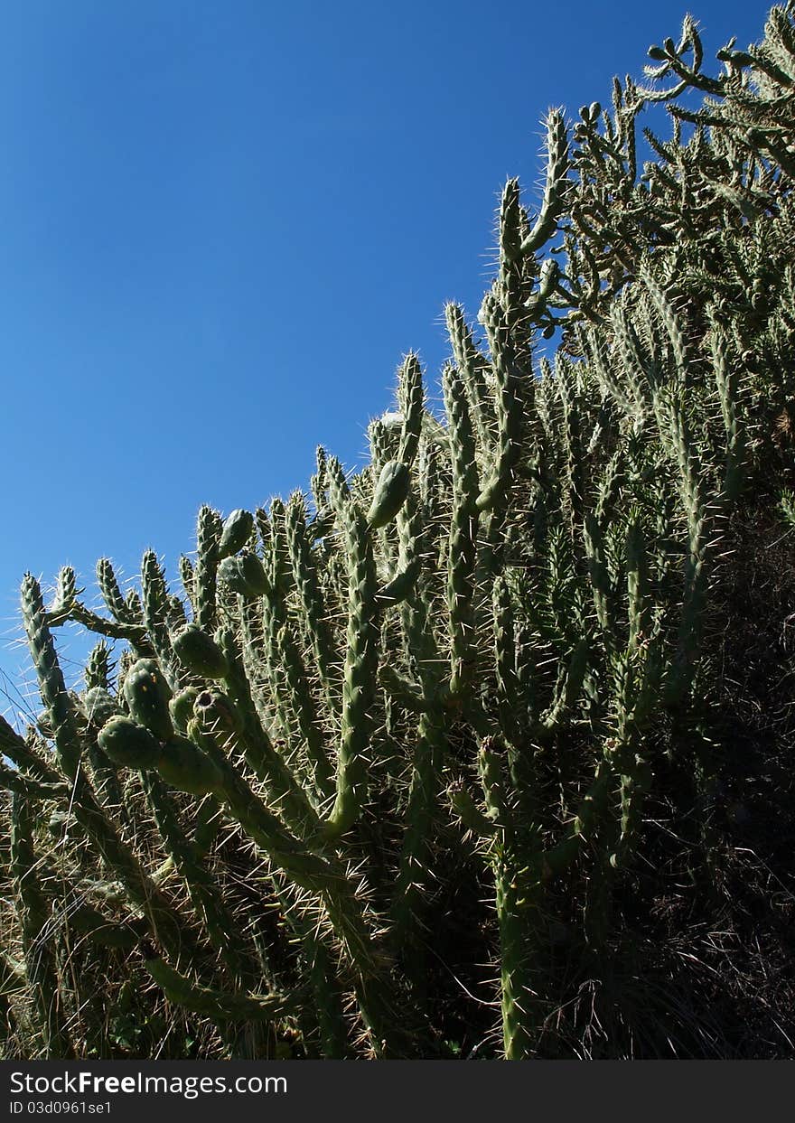 Closeup of cactus wanton overgrov whit blooming thistles. Closeup of cactus wanton overgrov whit blooming thistles