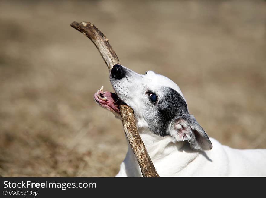 Cute white doggy playing with a stick - outdoor picture