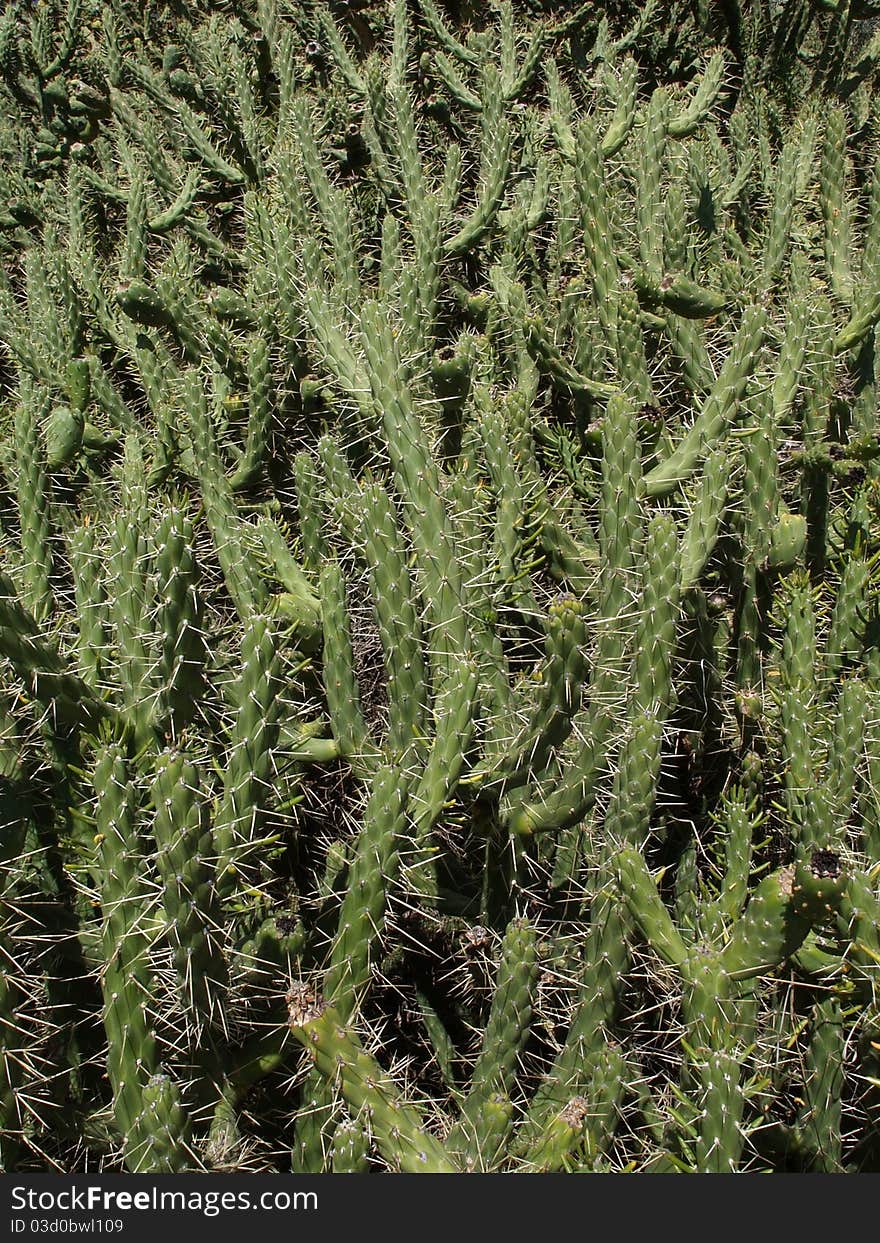 Closeup of cactus wanton overgrov whit blooming thistles. Closeup of cactus wanton overgrov whit blooming thistles