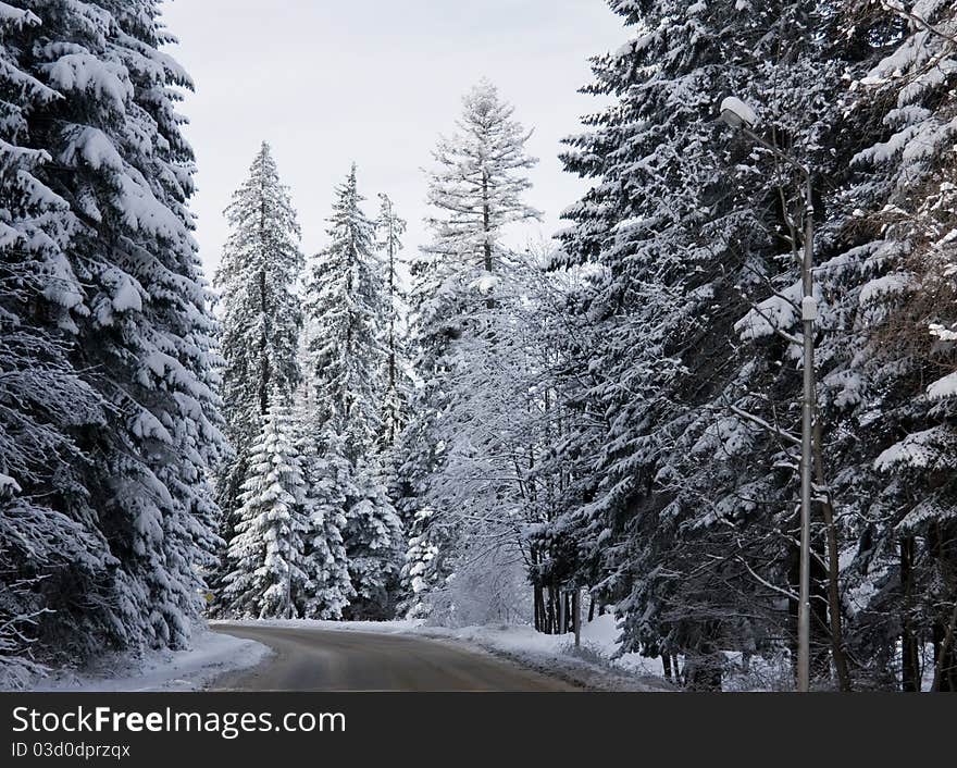 Road in snow covered winter forest. Road in snow covered winter forest