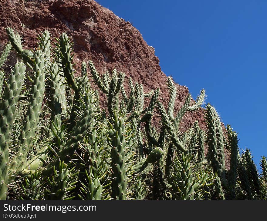 Closeup of cactus wanton overgrov whit blooming thistles. Closeup of cactus wanton overgrov whit blooming thistles