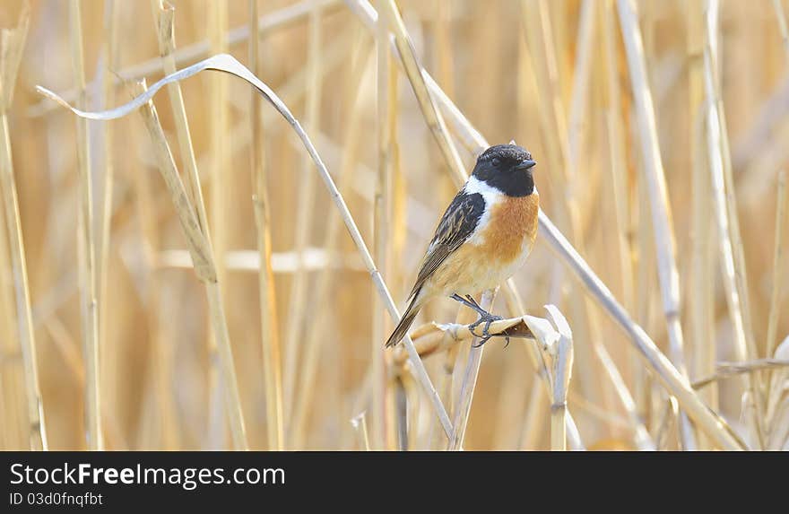 Stonechat Saxicola bird