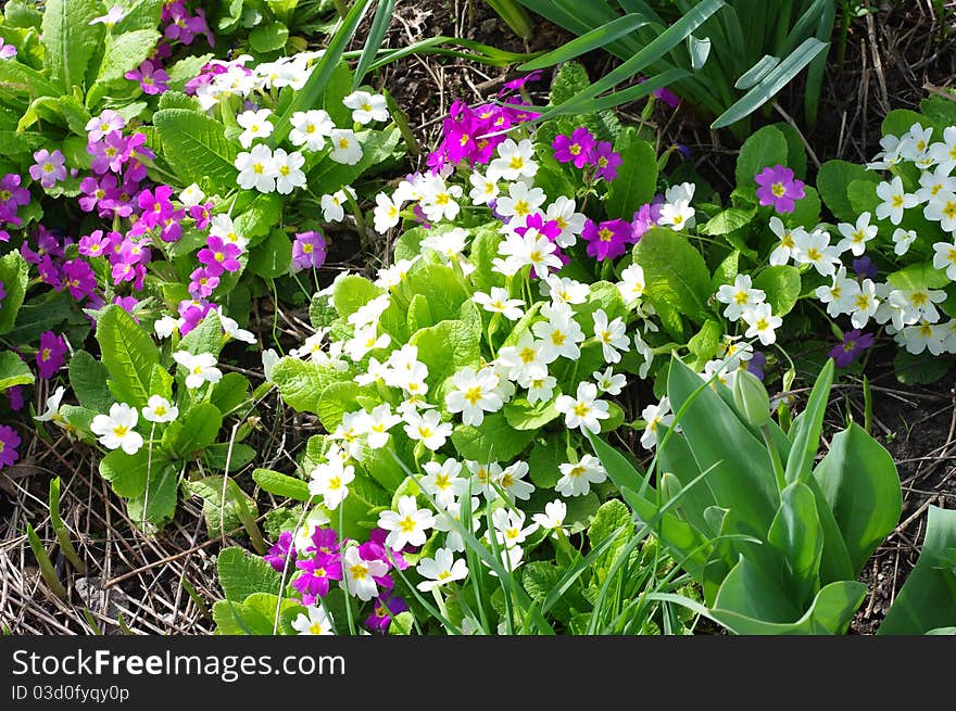 Panne spring. Primrose bloom. Close-up.