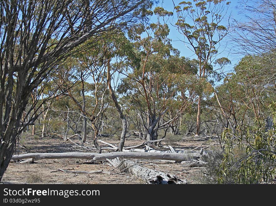 Forest Near Hyden Rock - Australia