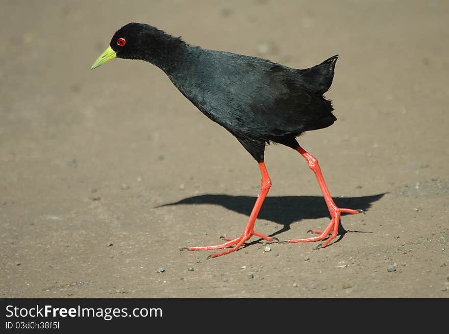 Black crake walking across dirt road