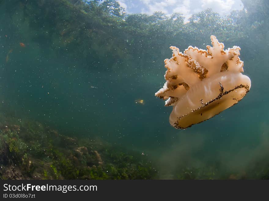 Part of a dead jellyfish, Raja Ampat, Indonesia. Part of a dead jellyfish, Raja Ampat, Indonesia