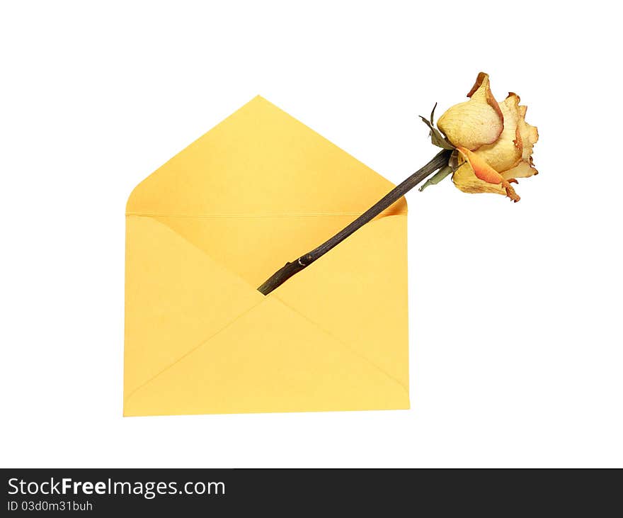 Rose inside open yellow envelope. Isolated on white with clipping path. Rose inside open yellow envelope. Isolated on white with clipping path