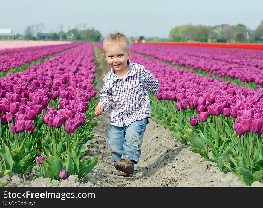 Boy runs betweenof the purple tulips field. Boy runs betweenof the purple tulips field