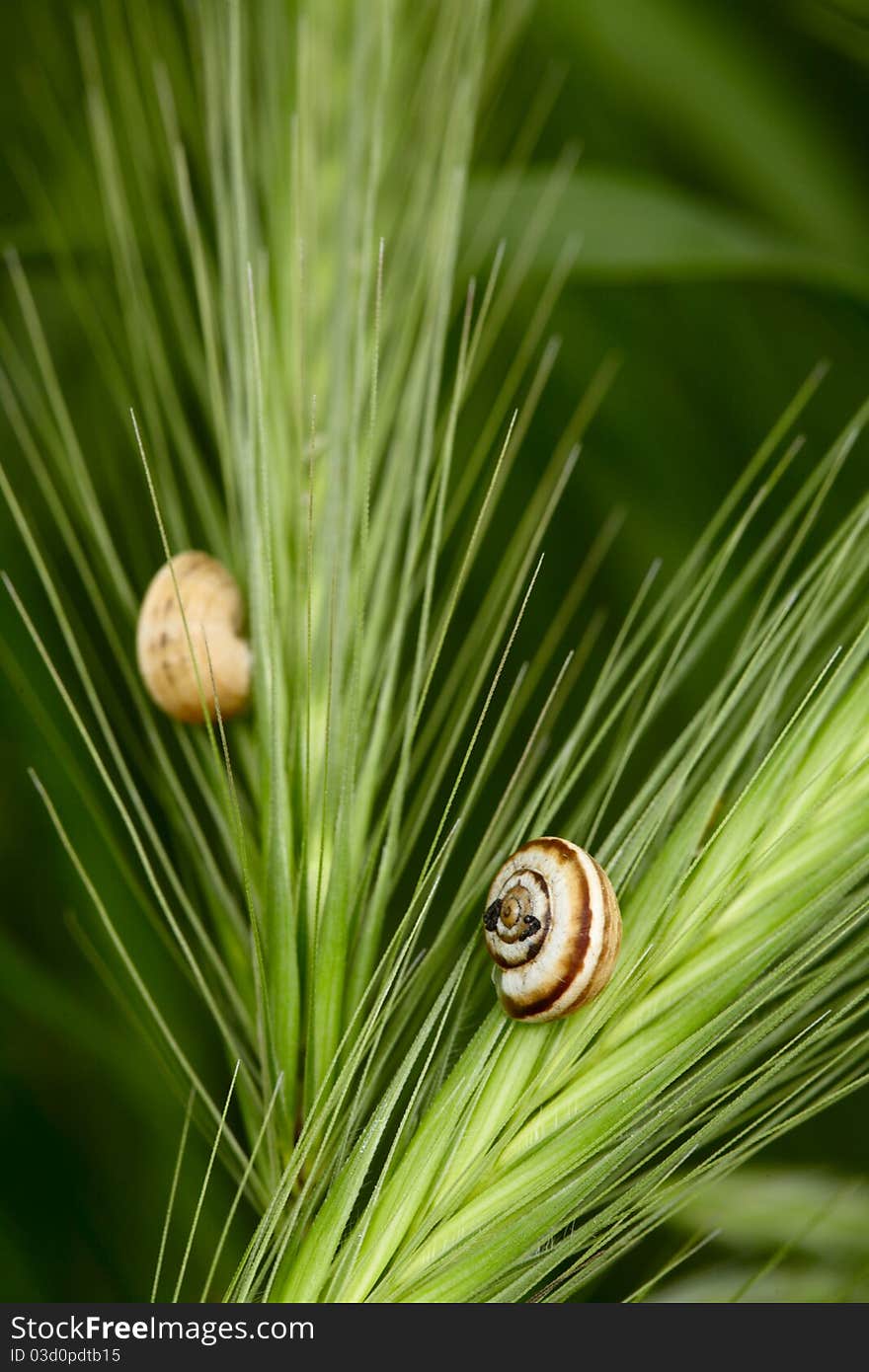 Snails On A Grass Spikelets