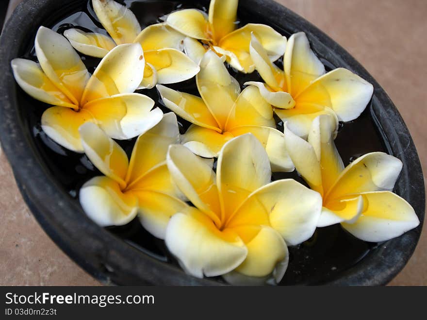 Spa Aromatherapy : Flower on water in bowl. Spa Aromatherapy : Flower on water in bowl