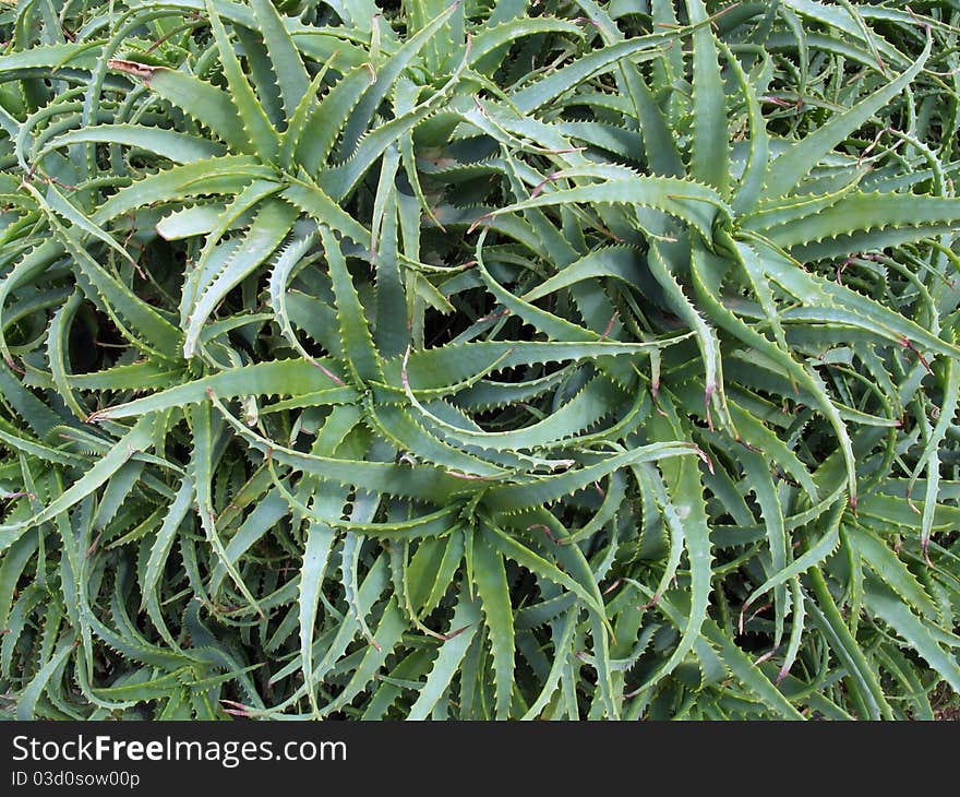 Background star texture whit aloe vera plants