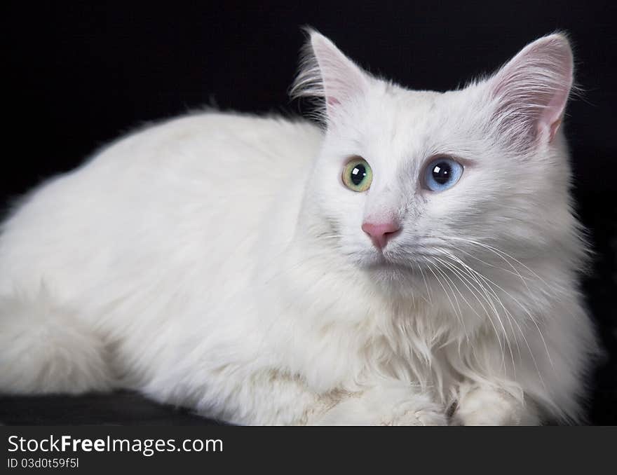 White Cat