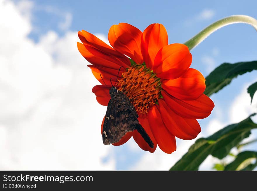 Butterfly And Flower