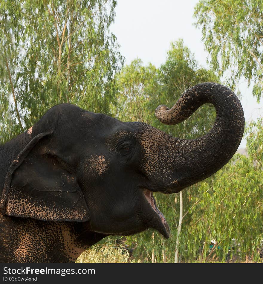 Thai Elephant gesture raised turkey