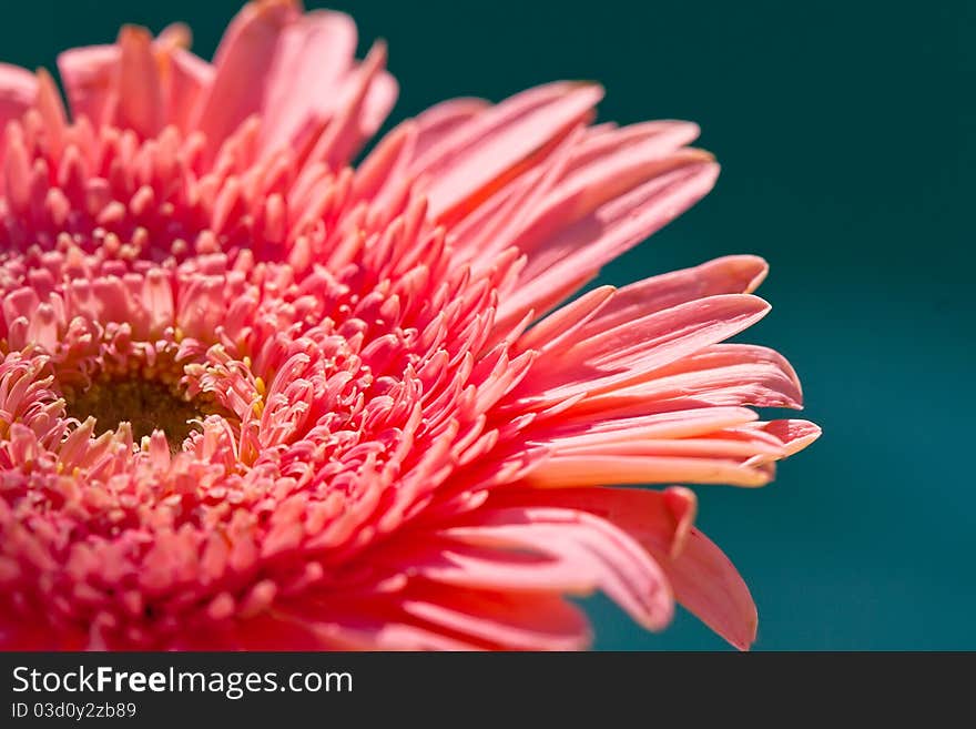 Close Up of Pink Gerber Daisy