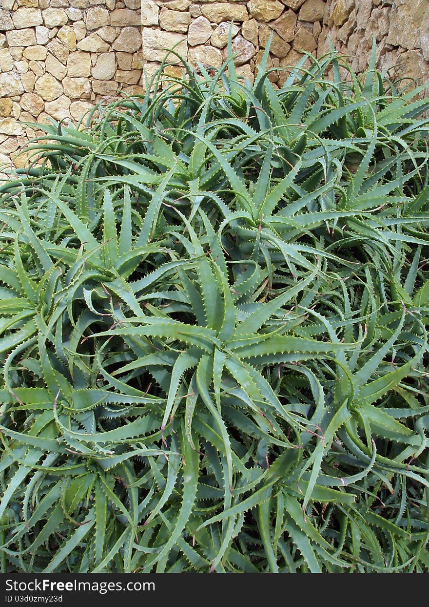 Aloe vera plants over stone wall background