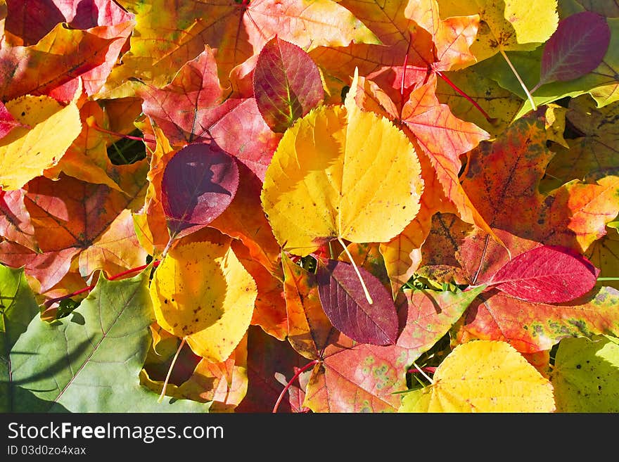 Background from multi-colored autumn leaves