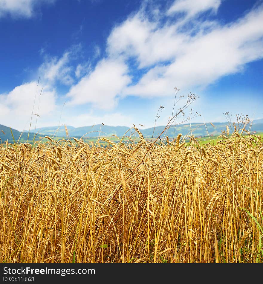 Golden wheat field and blue sky