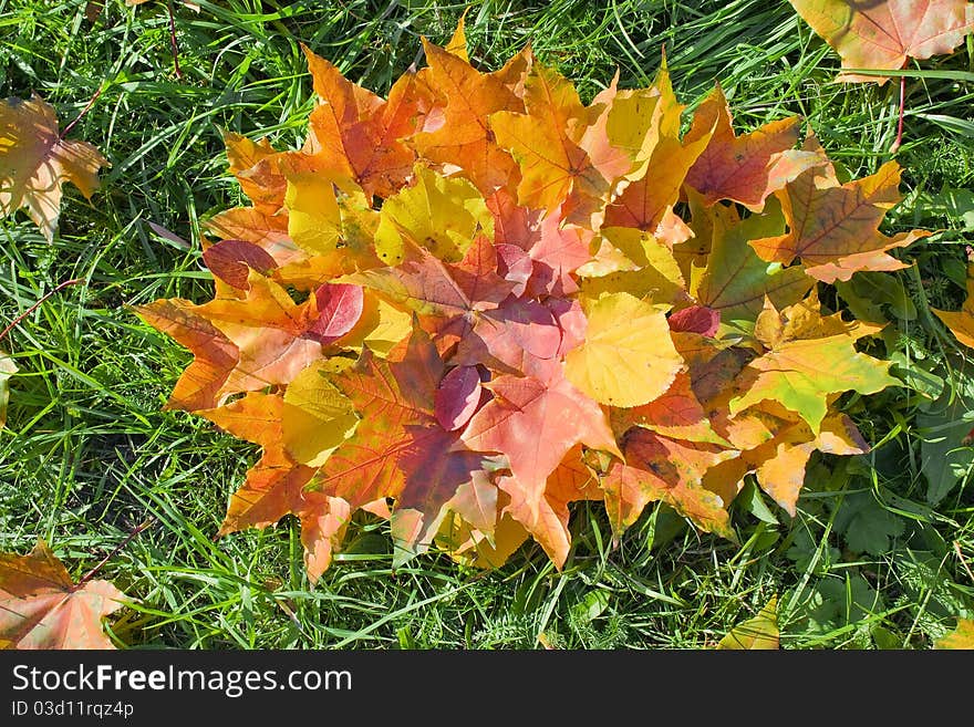 Background from multi-colored autumn leaves