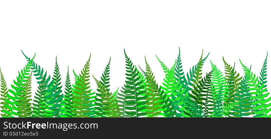 Color Fern Background